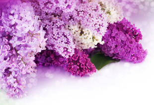 Сиреневый вечер для молодежи