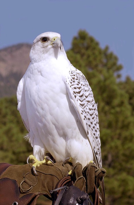 gyrfalcon-572629_960_720
