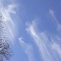 РОЖДЕСТВЕНСКИЙ СОЧЕЛЬНИК
